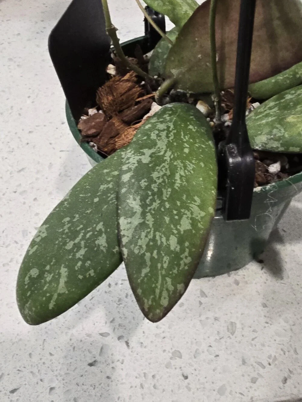 Hoya this sigillatis